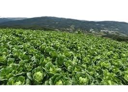 Chinese Cabbage Tropical Highland 10g Nongwoo