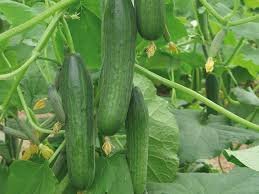 Cucumber Fadia 1k Enza