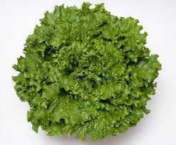 Lettuce Green Jacket 10gm Takii