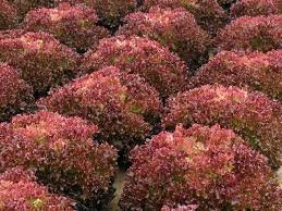 Lettuce Tuska 1k Enza Zaden - Image 2