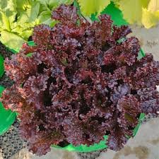Lettuce Red Rose 10g Genext