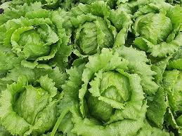 Lettuce Botiola 1k Enza