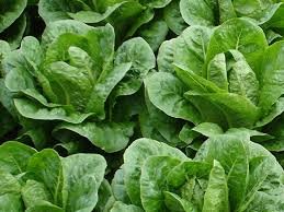 Lettuce Nader 1k Enza