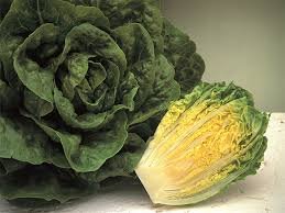 Lettuce Xanadu 1k Enza