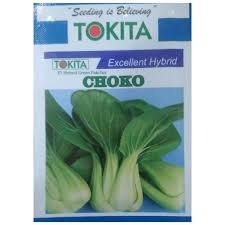 Pakchoi Green Rommy (6206) 10g Tokita