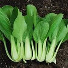 Pakchoi Choko 10g Tokita