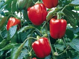 Sweet Pepper Cebrail (Red) 1k Enza