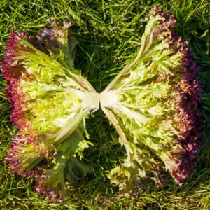 Lettuce Tuska 1k Enza Zaden