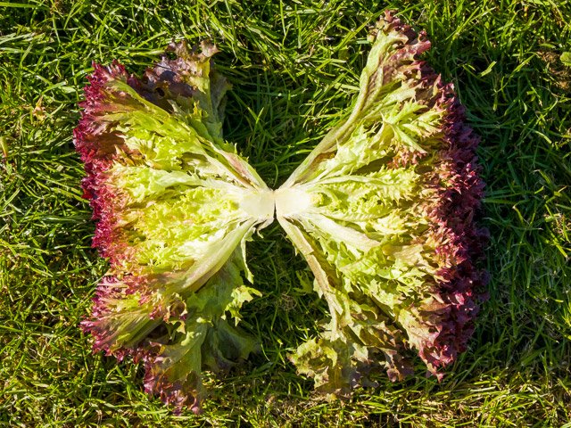 Lettuce Tuska 1k Enza Zaden