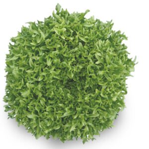 Lettuce Ezfrill (Easy Leaf) 1k Enza