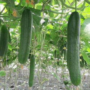 Cucumber Mizna F1 1k Enza