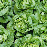 Lettuce Winter Crunch 10g Tokita