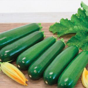 Squash Dunja (Green) 100 Enza