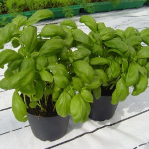 Basil Dolly (Green) 1k Enza