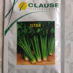 Celery Istar 50g Clause