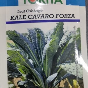 Kale Cavaro Forza (Flat) 100 Tokita