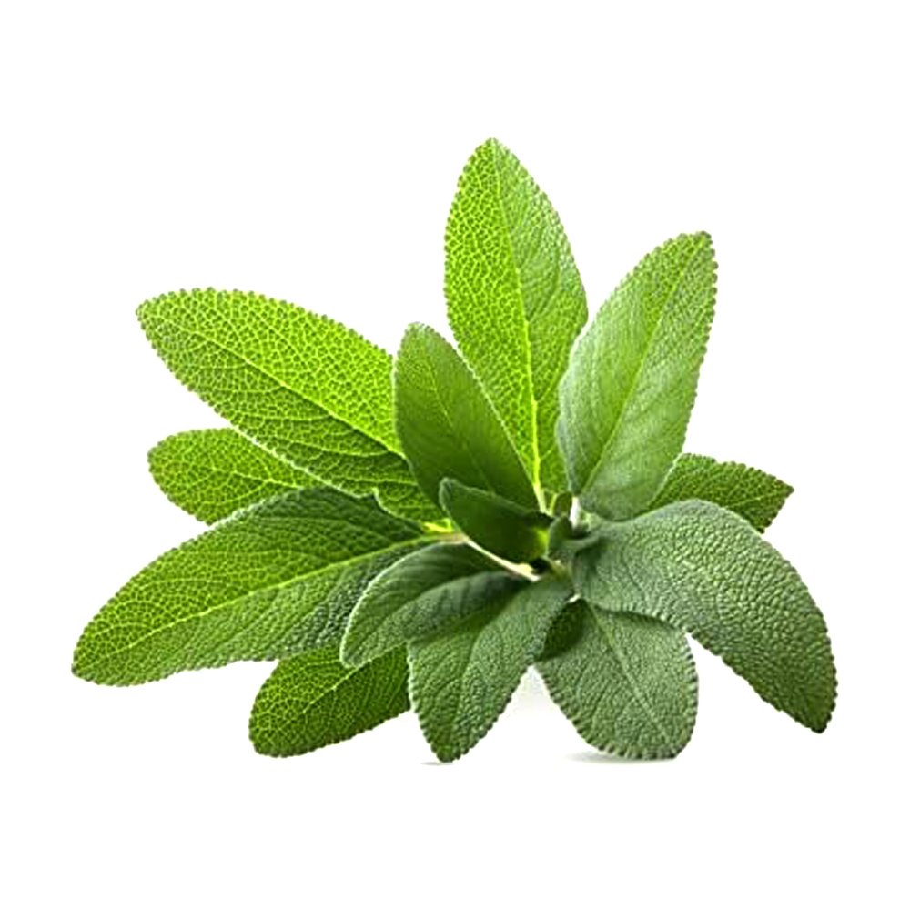 Sage Broad Leaved 1k Tobias - Image 3