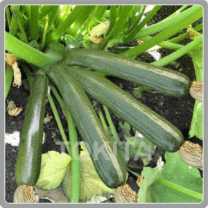 Squash Green Ribbon (Green) 10g Tokita
