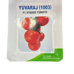 Yuvaraj (1003) F1 Hybrid Tomato