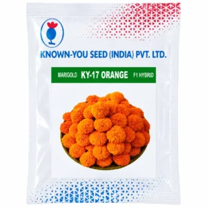 known_you_ky17_orange_marigold_white_background